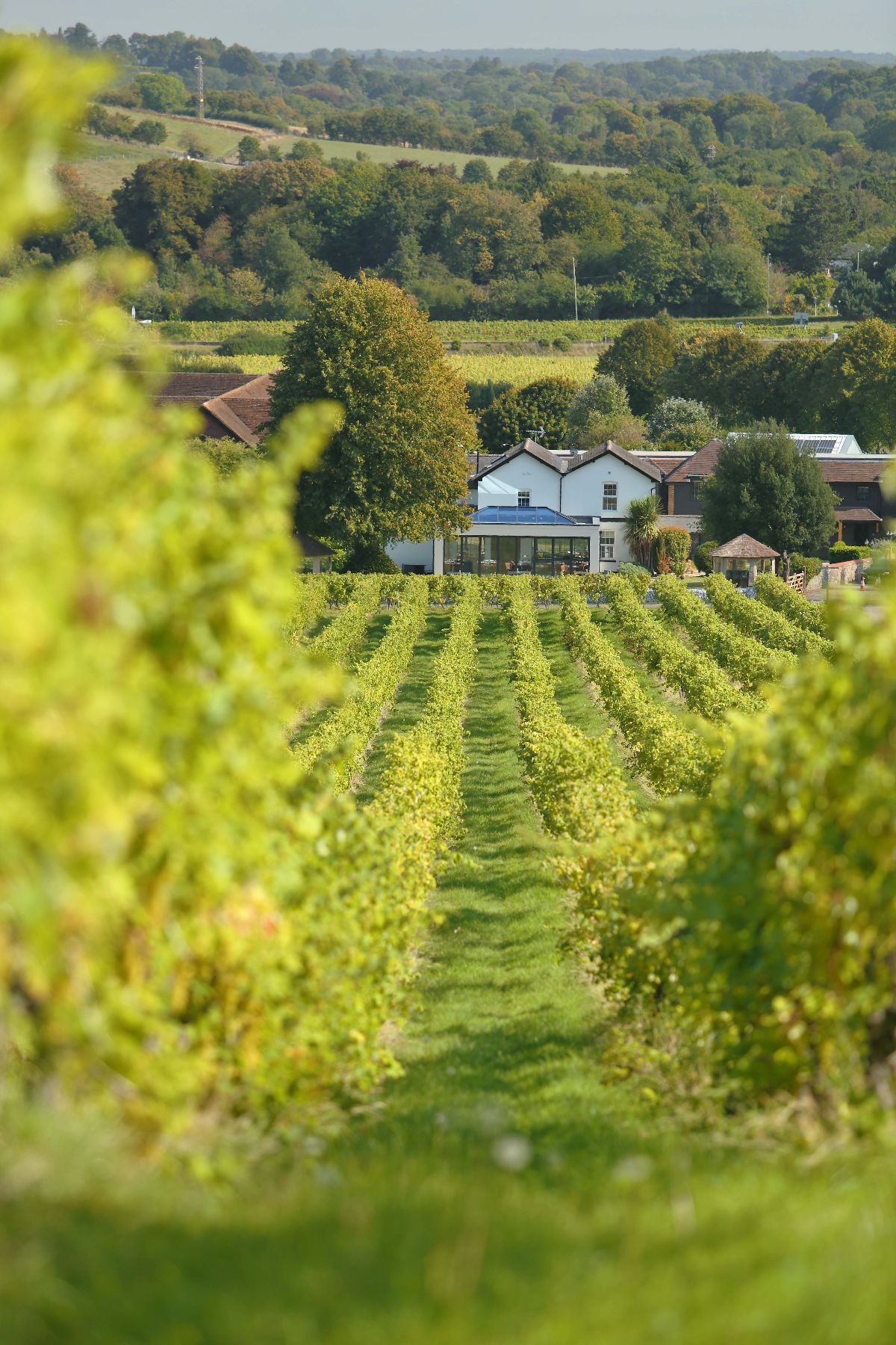 Gallery Item 12 for Denbies Wine Estate